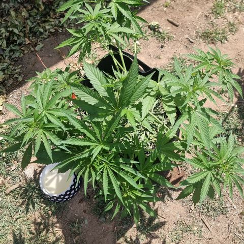 White Widow CBD (Outdoors) growlog timeline photo