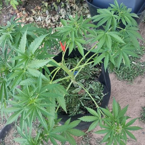 White Widow CBD (Outdoors) growlog timeline photo
