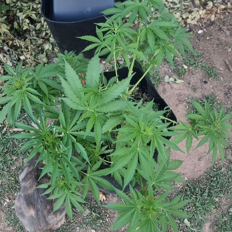 White Widow CBD (Outdoors) growlog timeline photo
