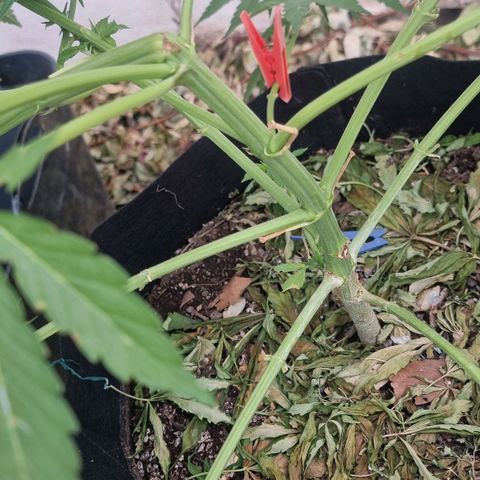 White Widow CBD (Outdoors) growlog timeline photo