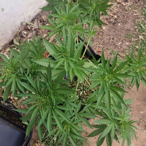 White Widow CBD (Outdoors) growlog timeline photo