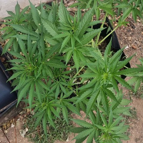 White Widow CBD (Outdoors) growlog timeline photo