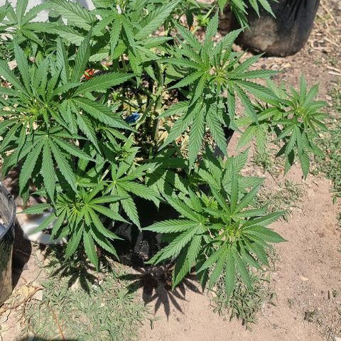 White Widow CBD (Outdoors) growlog timeline photo