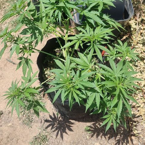 White Widow CBD (Outdoors) growlog timeline photo