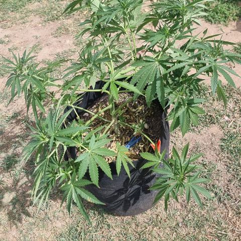 White Widow CBD (Outdoors) growlog timeline photo