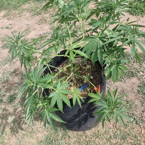 White Widow CBD (Outdoors) growlog timeline photo