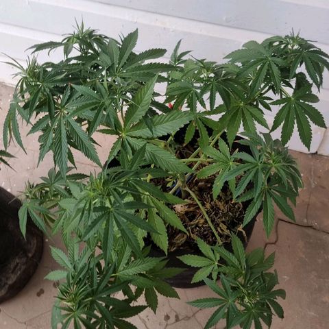 White Widow CBD (Outdoors) growlog timeline photo