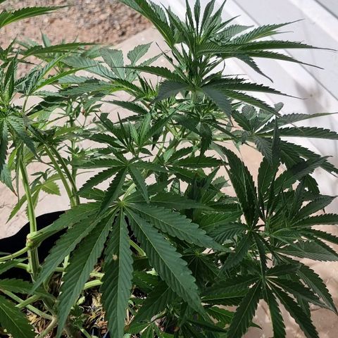 White Widow CBD (Outdoors) growlog timeline photo