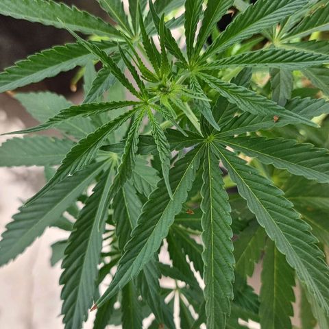 White Widow CBD (Outdoors) growlog timeline photo