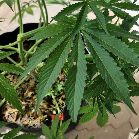 White Widow CBD (Outdoors) growlog timeline photo