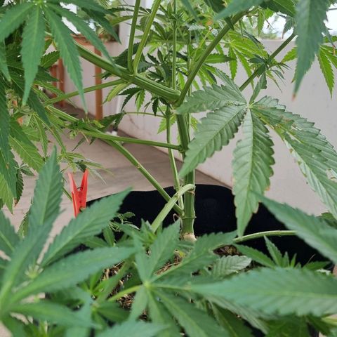 White Widow CBD (Outdoors) growlog timeline photo