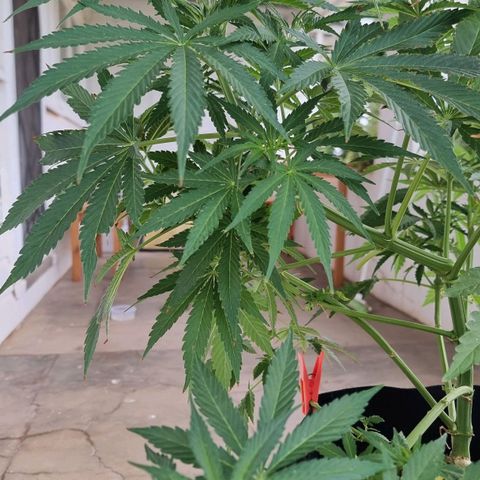 White Widow CBD (Outdoors) growlog timeline photo