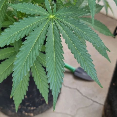 White Widow CBD (Outdoors) growlog timeline photo