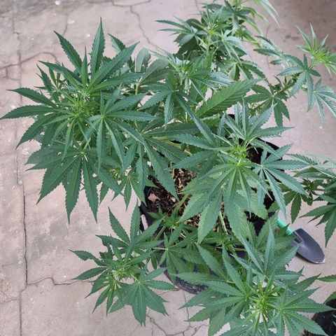 White Widow CBD (Outdoors) growlog timeline photo