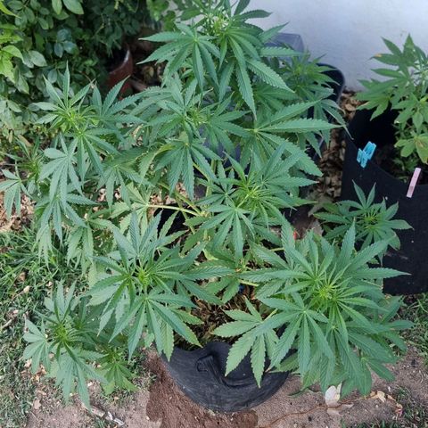 White Widow CBD (Outdoors) growlog timeline photo