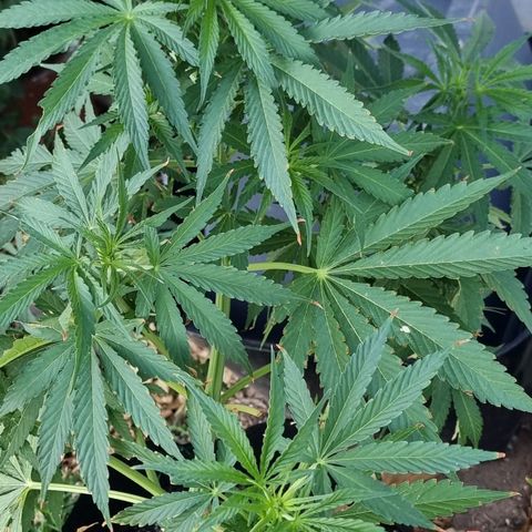 White Widow CBD (Outdoors) growlog timeline photo