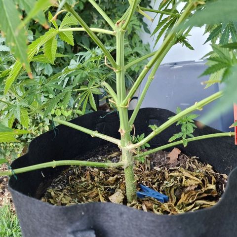 White Widow CBD (Outdoors) growlog timeline photo