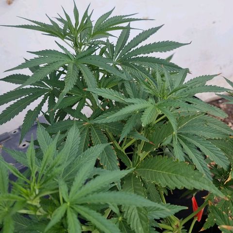 White Widow CBD (Outdoors) growlog timeline photo