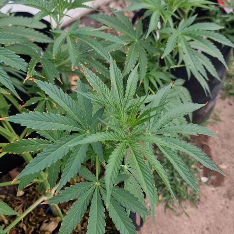 White Widow CBD (Outdoors) growlog timeline photo
