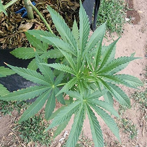 White Widow CBD (Outdoors) growlog timeline photo