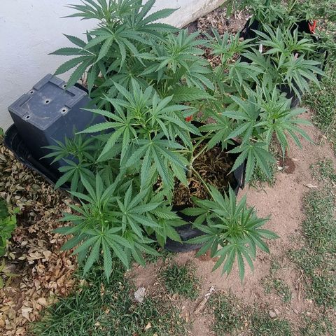 White Widow CBD (Outdoors) growlog timeline photo