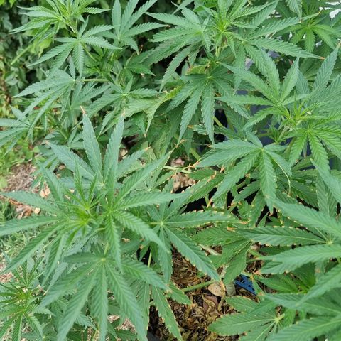 White Widow CBD (Outdoors) growlog timeline photo