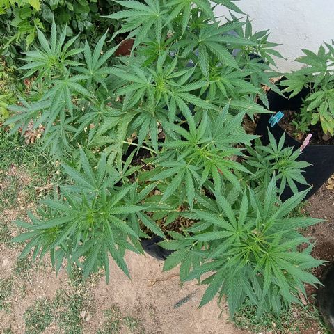 White Widow CBD (Outdoors) growlog timeline photo