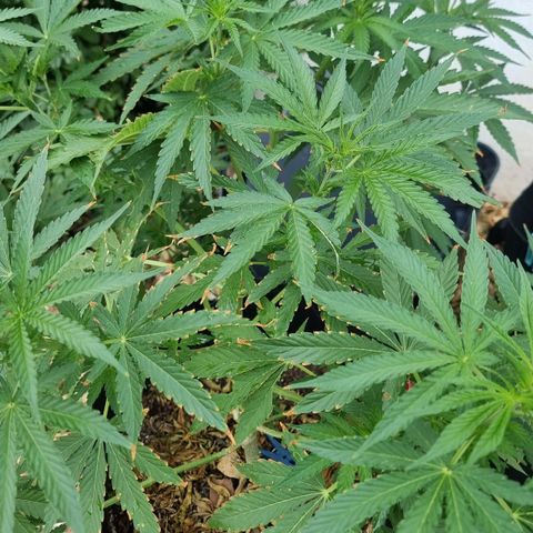 White Widow CBD (Outdoors) growlog timeline photo