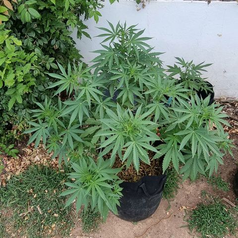 White Widow CBD (Outdoors) growlog timeline photo