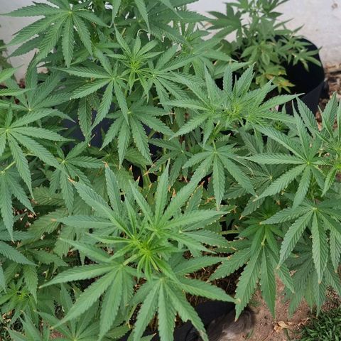 White Widow CBD (Outdoors) growlog timeline photo