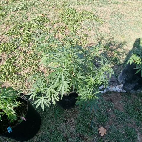 White Widow CBD (Outdoors) growlog timeline photo