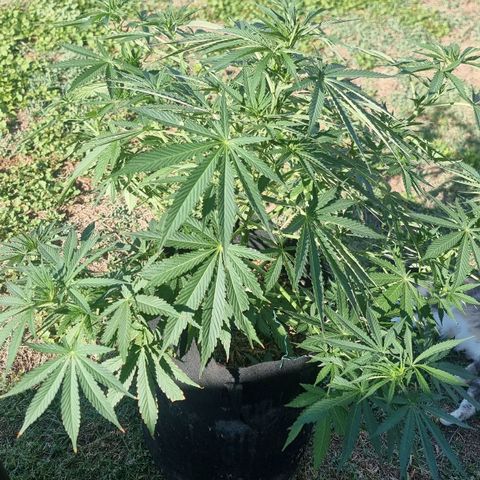 White Widow CBD (Outdoors) growlog timeline photo
