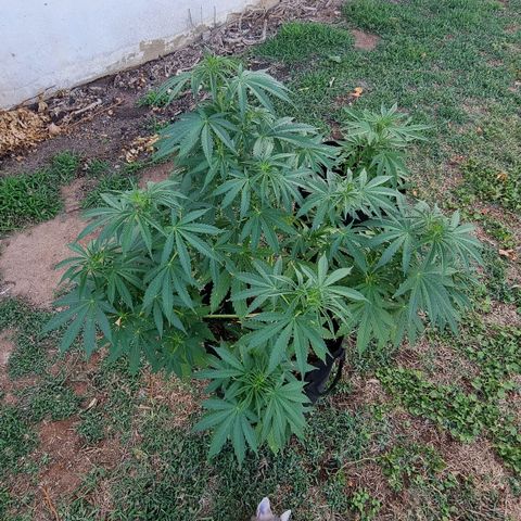 White Widow CBD (Outdoors) growlog timeline photo