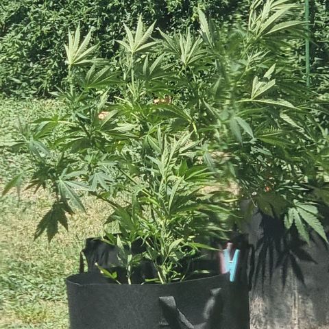 White Widow CBD (Outdoors) growlog timeline photo