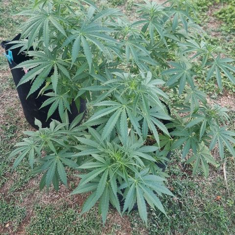 White Widow CBD (Outdoors) growlog timeline photo