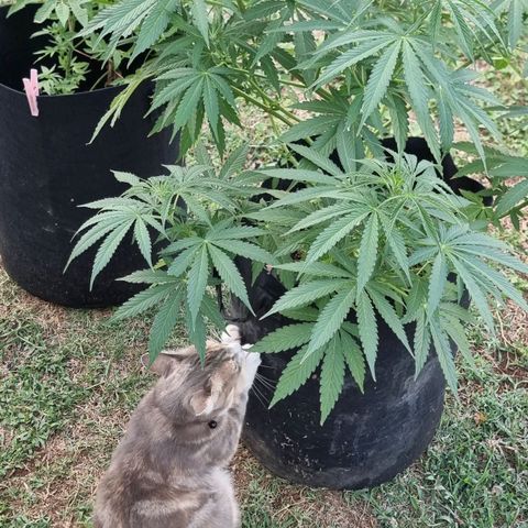 White Widow CBD (Outdoors) growlog timeline photo