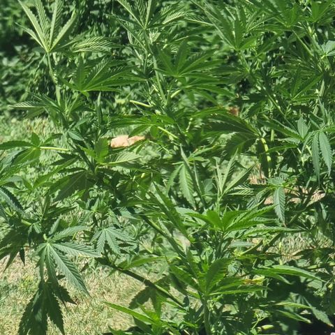 White Widow CBD (Outdoors) growlog timeline photo