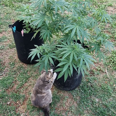 White Widow CBD (Outdoors) growlog timeline photo