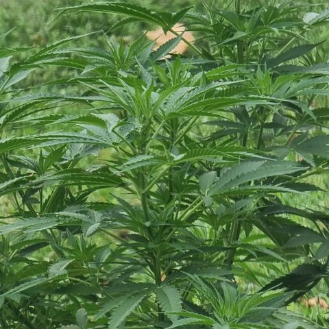 White Widow CBD (Outdoors) growlog timeline photo