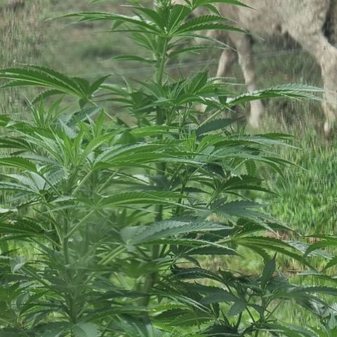 White Widow CBD (Outdoors) growlog timeline photo