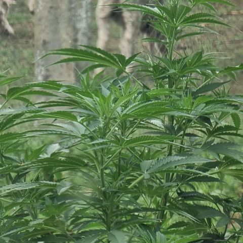 White Widow CBD (Outdoors) growlog timeline photo