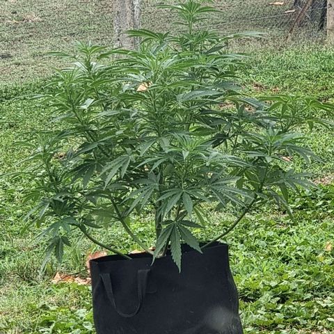 White Widow CBD (Outdoors) growlog timeline photo