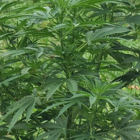 White Widow CBD (Outdoors) growlog timeline photo