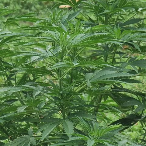 White Widow CBD (Outdoors) growlog timeline photo