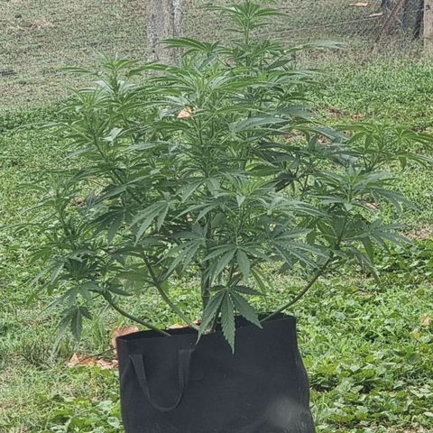 White Widow CBD (Outdoors) growlog timeline photo