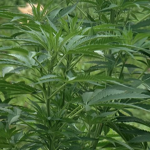 White Widow CBD (Outdoors) growlog timeline photo