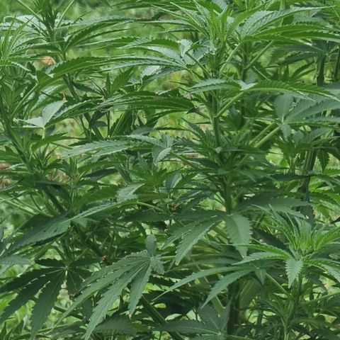 White Widow CBD (Outdoors) growlog timeline photo