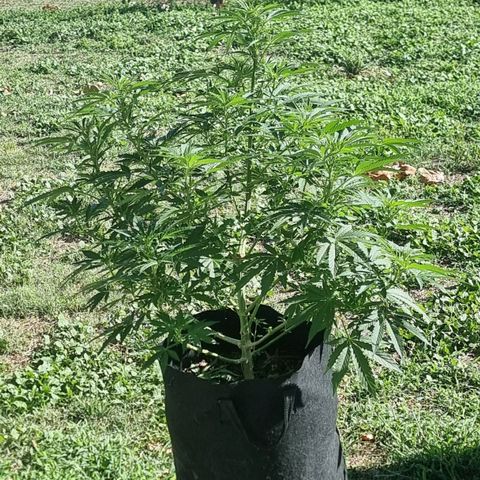 White Widow CBD (Outdoors) growlog timeline photo