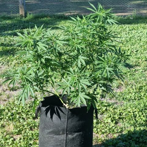White Widow CBD (Outdoors) growlog timeline photo