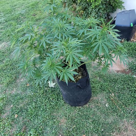 White Widow CBD (Outdoors) growlog timeline photo